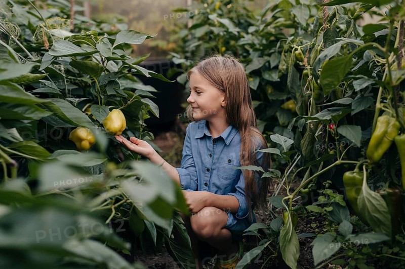 A young girl in a blue shirt picks yellow peppers in a lush greenhouse. Surrounded by abundant green plants, she smiles, enjoying a hands on horticultural experience