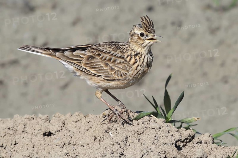 Eurasian Skylark (Alauda arvensis) singing, Bern, Switzerland