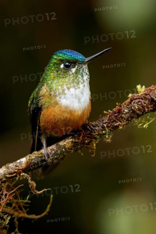 Violet-tailed Sylph (Aglaiocercus coelestis) perched on a branch in the Andes Mountains of Colombia