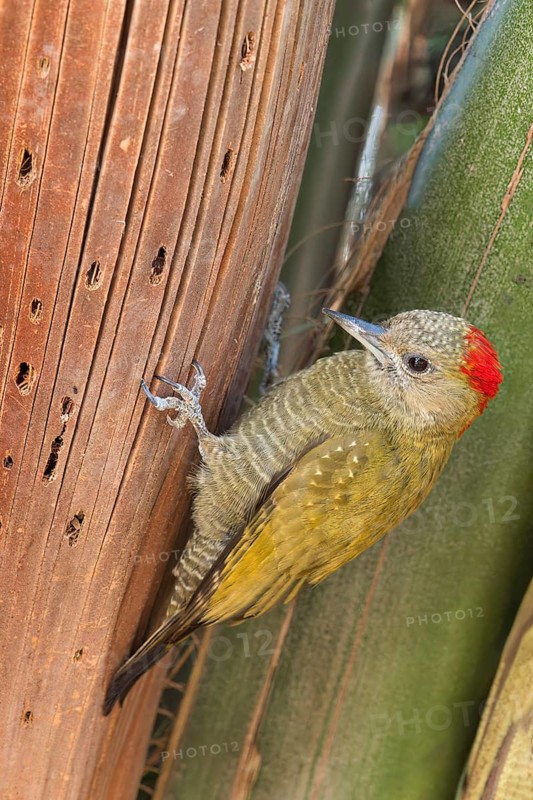 Little Woodpecker (Veniliornis passerinus) perched on a branch in the Pantanal of Brazil