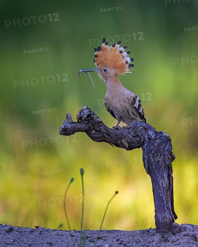 Eurasian Hoopoe (Upupa epops) with food in beak, Saxony-Anhalt, Germany