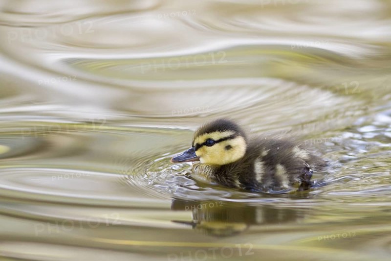 Mallard (Anas platyrhynchos), chick swimming, Galicia, Spain