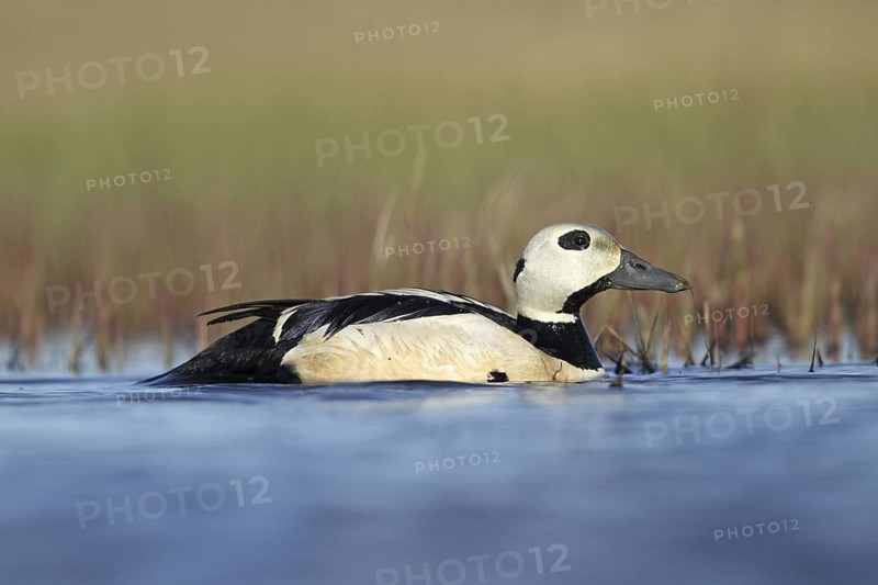 Steller's Eider (Polysticta stelleri) male, Alaska, USA