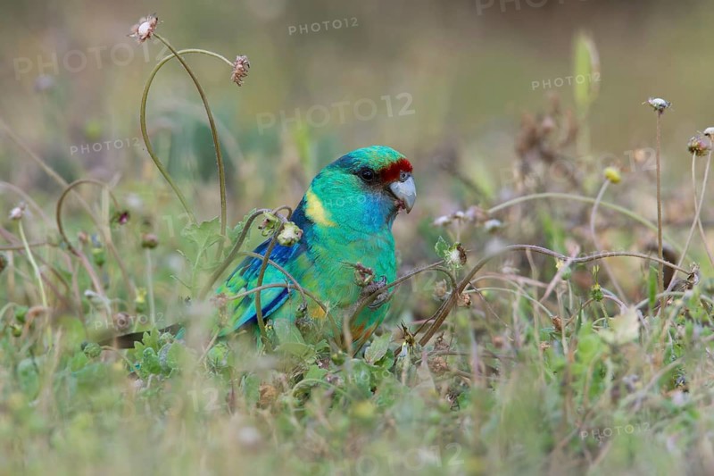 Mallee Ringneck (Barnardius zonarius barnardi) male, Victoria, Australia