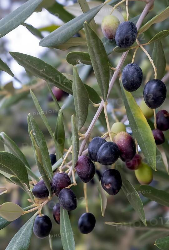 Olive branch with black and green olives on an olive tree with green leaves, Apulia, Italy
