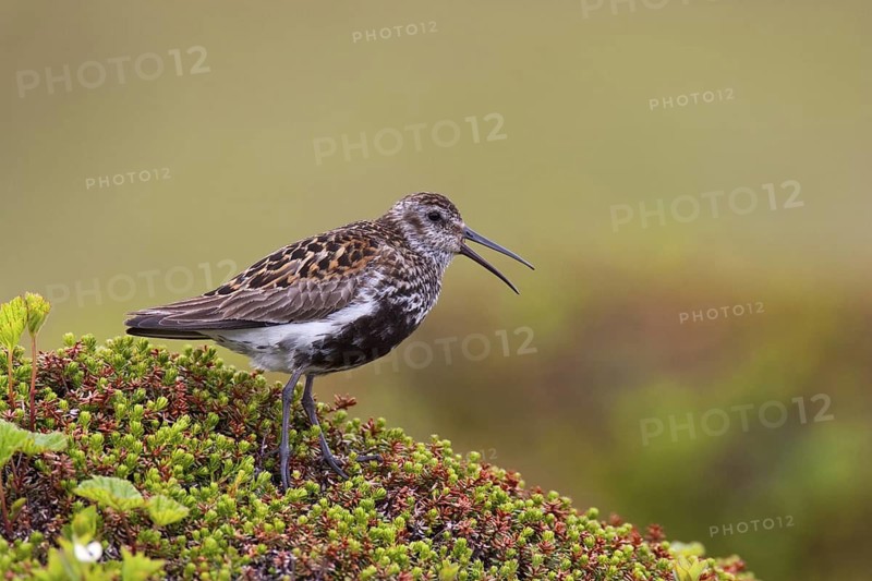 Dunlin (Calidris alpina), Varanger, Norway