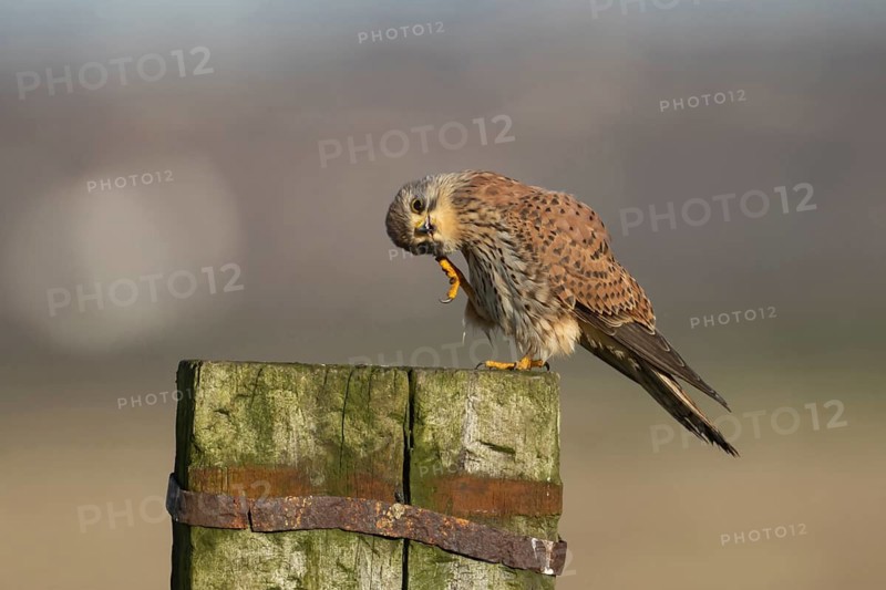Common kestrel (Falco tinnunculus) adult falcon bird of prey on a fence post, England, United Kingdom