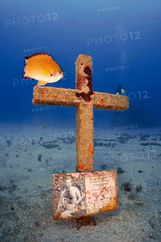 A cross erected on the seabed in memory of a diver who died in an accident, with a picture attached, accompanied by a fish and surrounded by sand. Dive site Cueva de las Morenas, Palm Mar, Tenerife, Canary Islands, Spain