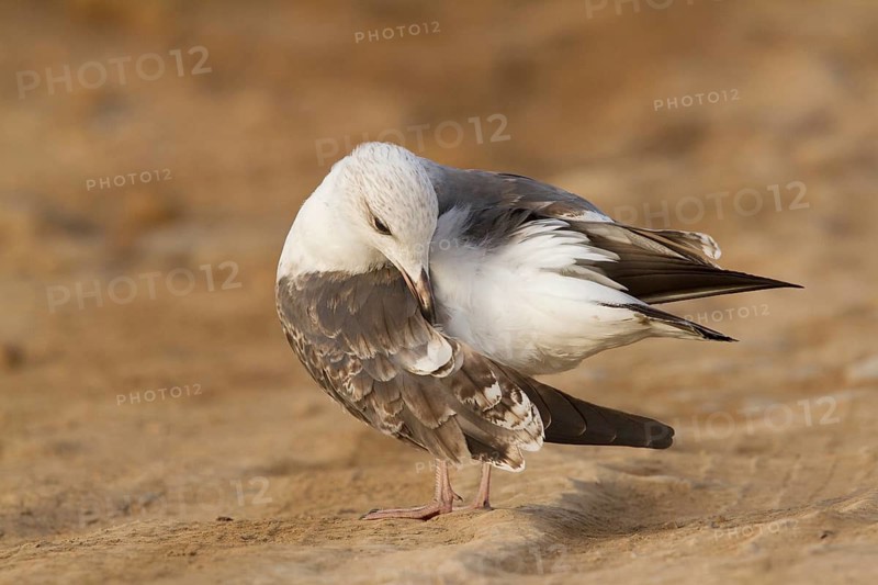 Lesser Black-backed Gull (Larus fuscus), Morocco