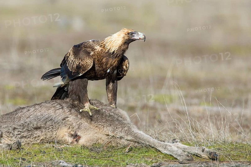 Wedge-tailed Eagle (Aquila audax) young bird on the carcass of a Eastern grey kangaroo (Macropus giganteus), Victoria, Australia
