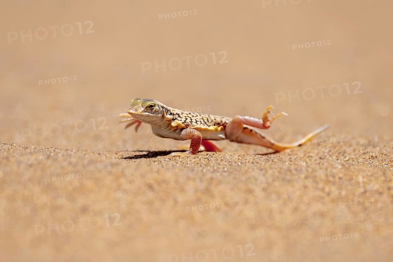 Shovel-nosed lizard (Meroles anchietae), in the sand, stretching its legs in the air to cool off, Namib Desert, Namib Naukluft Park, Namibia