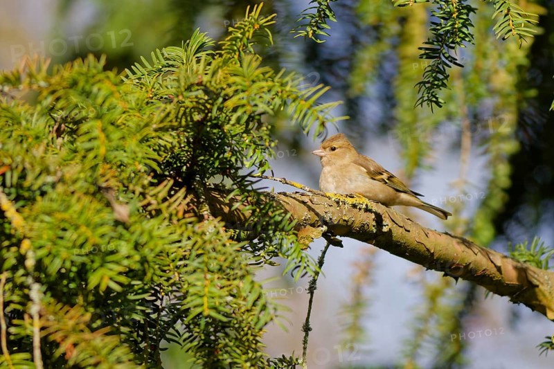 Female chaffinch (Fringilla coelebs) resting on a conifer tree branch in natural woodland habitat, Germany