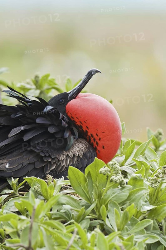 Great Frigatebird (Fregata minor), Hawaii, USA