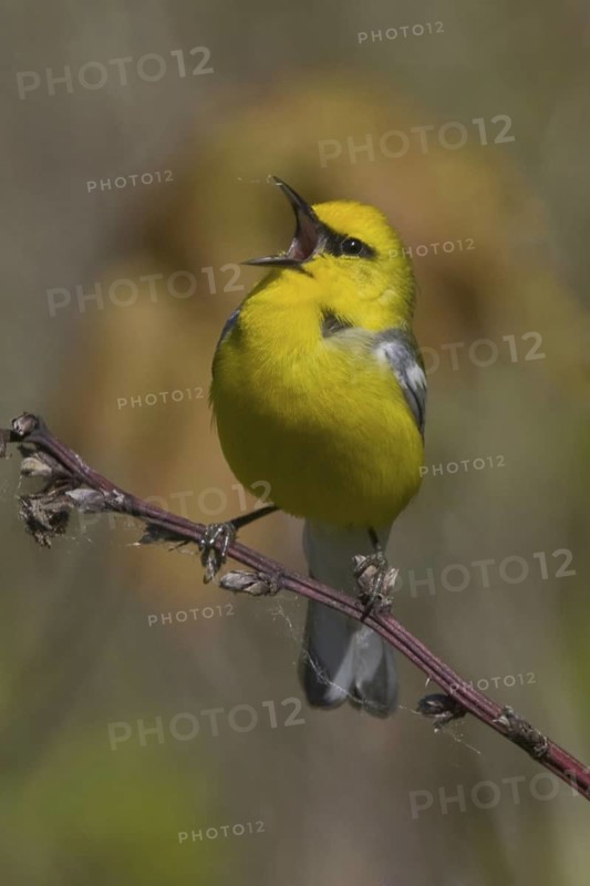 Blue-winged Warbler (Vermivora cyanoptera), Ontario, Canada