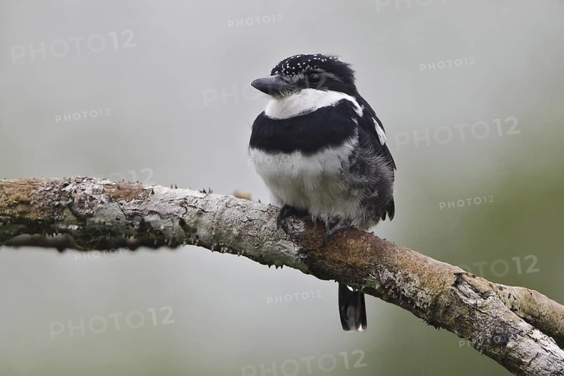 Pied Puffbird (Notharchus tectus), Ecuador