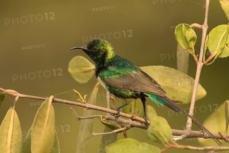 Beautiful Sunbird (Cinnyris pulchellus) male, Gambia