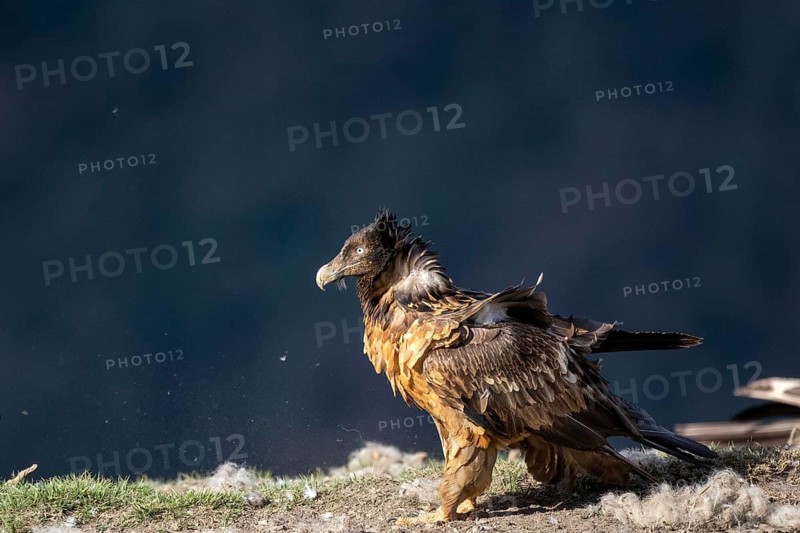 Bearded Vulture (Gypaetus barbatus) juvenile, Aragon, Spain