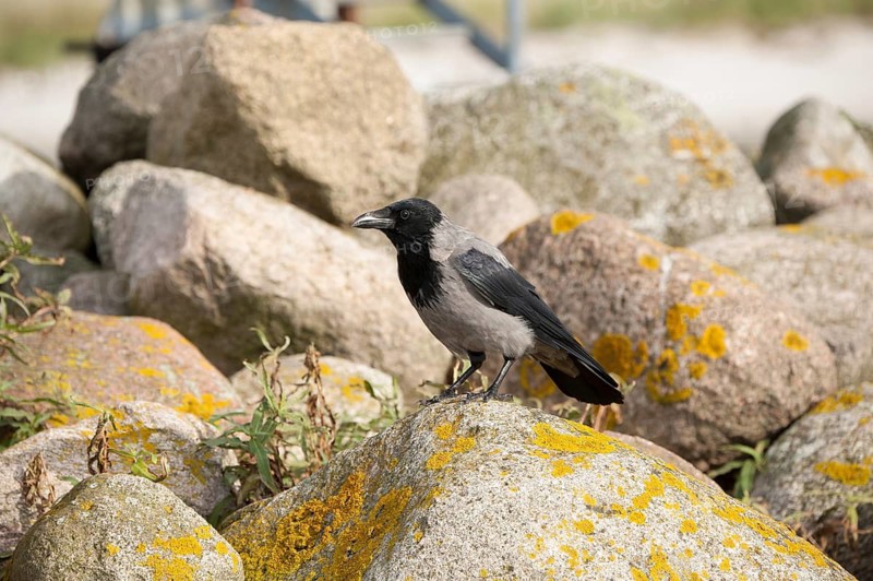 Hooded Crow (Corvus cornix), Mecklenburg-Western Pomerania, Germany