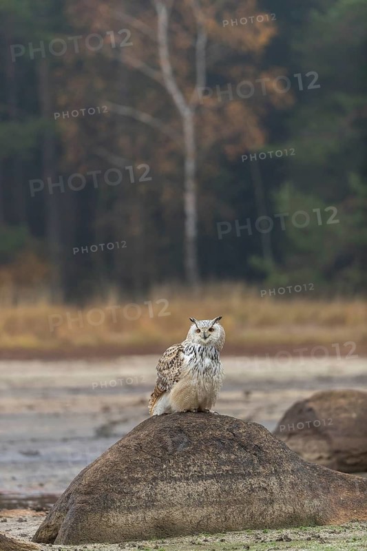 One Siberian Eagle Owl (Bubo bubo sibiricus) sitting on a rock at a dry lakeshore on an autumnal misty cold morning