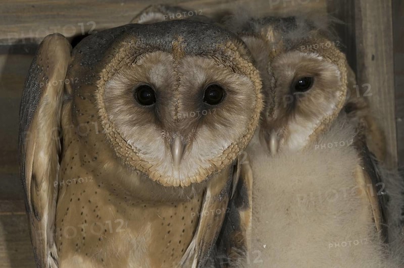 Western Barn Owl (Tyto alba) juvenile, Saxony, Germany