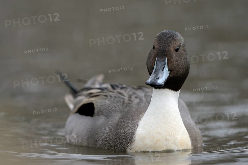 Spiessente (Anas acuta), Pintail, Maennchen, Erpel, Februar, Oberhausen, Ruhrgebiet, Nordrhein-Westfalen, Deutschland