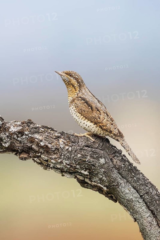 Eurasian Wryneck (Jynx torquilla) perched on a tree trunk, Aosta Valley, Italy
