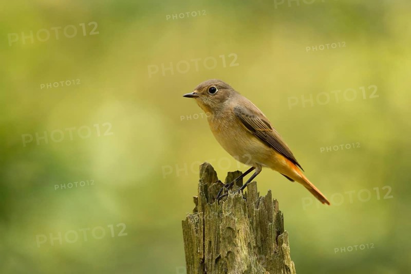Common Redstart (Phoenicurus phoenicurus) female, Utrecht, Netherlands