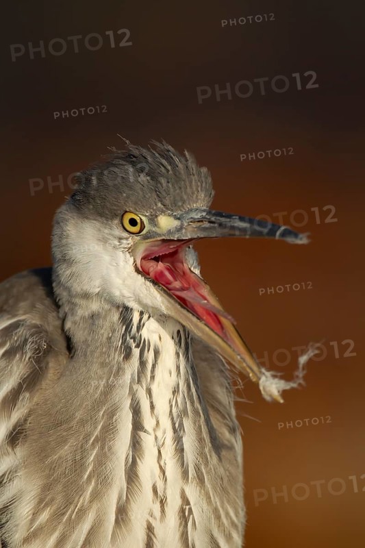 Grey heron (Ardea cinerea) juvenile bird with its beak open, England, United Kingdom