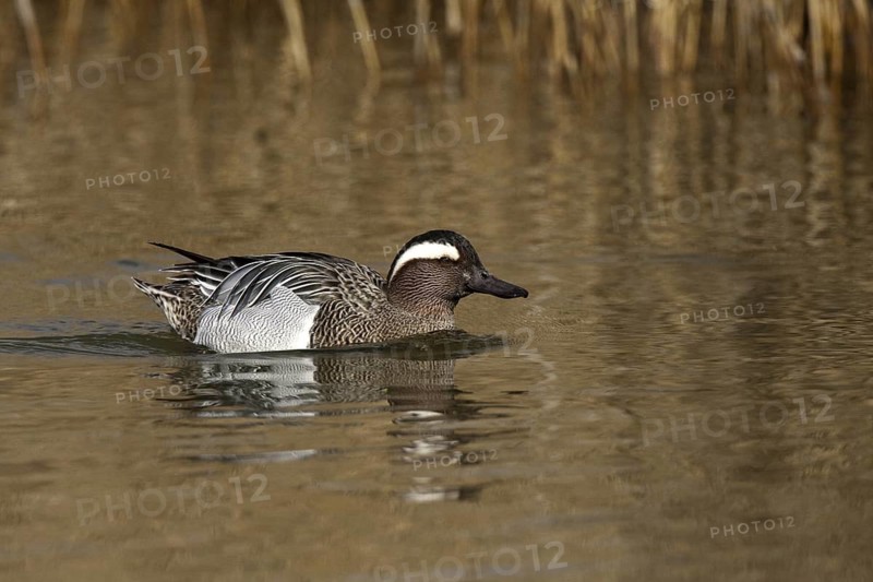 Garganey (Spatula querquedula) male, Castile-La Mancha, Spain