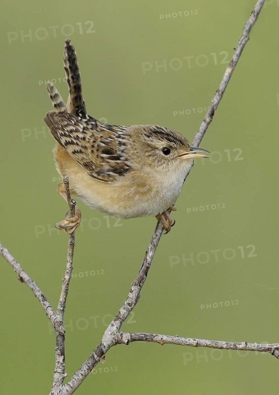Sedge Wren (Cistothorus platensis), Alberta, Canada