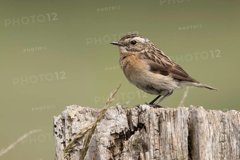 Whinchat (Saxicola rubetra) female perched on a stump, Mecklenburg-Western Pomerania, Germany