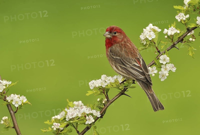 House Finch (Haemorhous mexicanus)