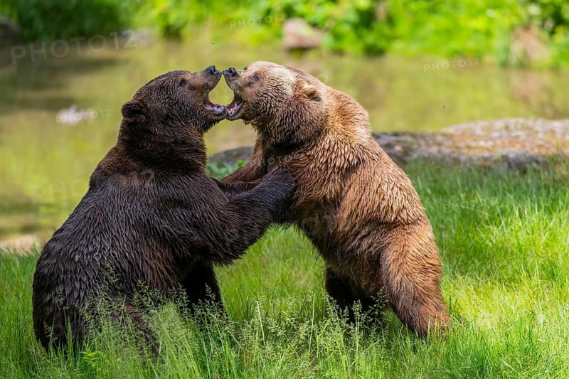Eurasian brown bear (Ursus arctos arctos) playing with each other on a meadow, Bavarian Forest, Bavaria, Germany