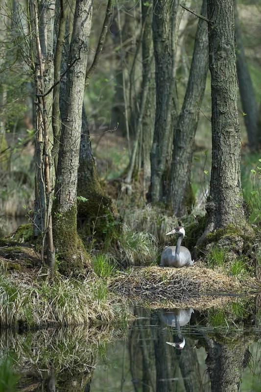Common Crane (Grus grus) nest, Mecklenburg-Western Pomerania, Germany