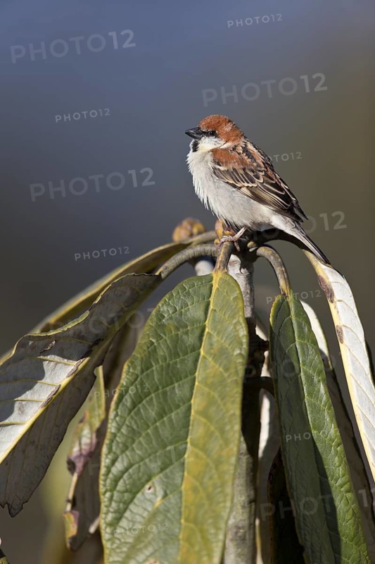 Russet Sparrow (Passer rutilans cinnamomeus) male, Thimphu, Bhutan