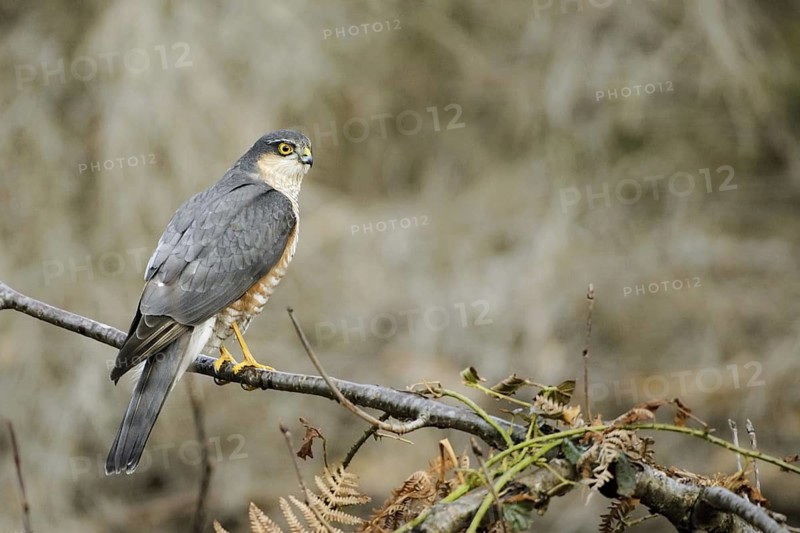 Eurasian Sparrowhawk (Accipiter nisus) male, North Rhine-Westphalia, Germany