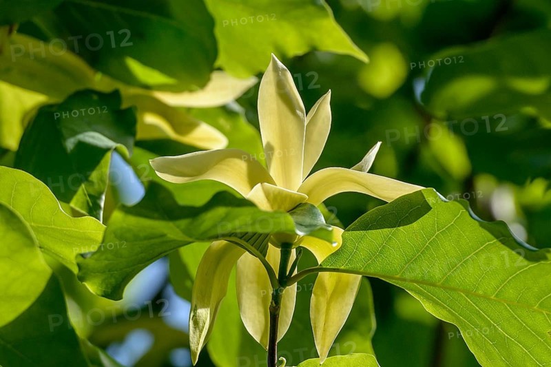 Magnolia (Magnolia 'Gold Crown'), Rhodo 2014, Bad Zwischenahn, Lower Saxony, Germany