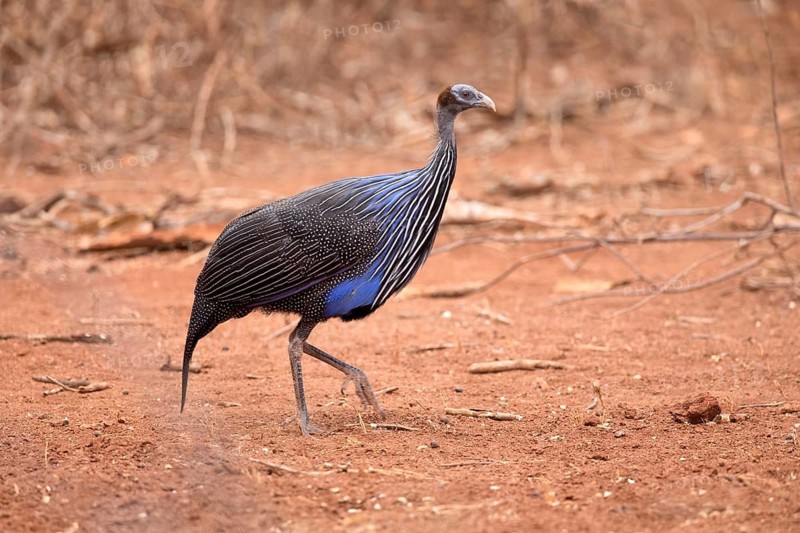 Vulturine Guineafowl (Acryllium vulturinum), Ehtiopia