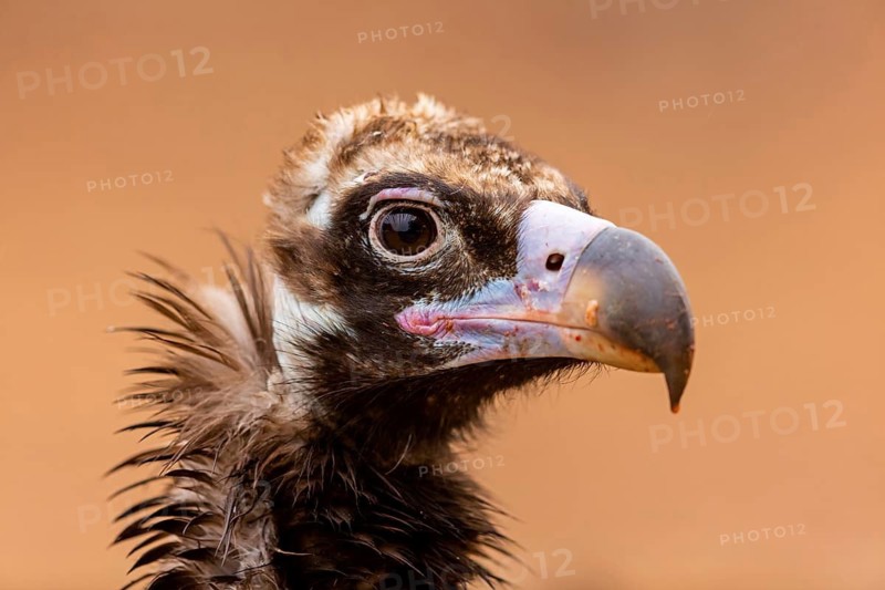 Cinereous Vulture, (Cinereous Vulture, Aegypius monachus), Animals, Birds, Sierra de San Pedro, Herreruela, Extremadura, Spain
