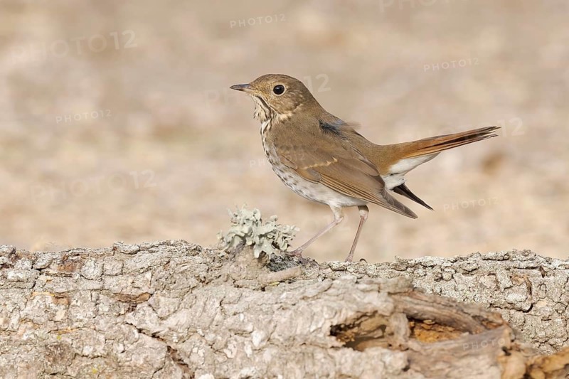 Hermit Thrush (Catharus guttatus) perched on a log, California, USA