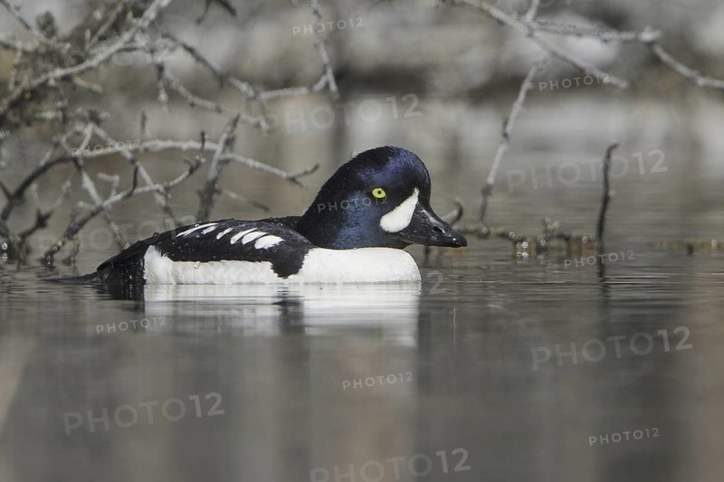 Barrow's Goldeneye (Bucephala islandica) male, British Columbia, Canada