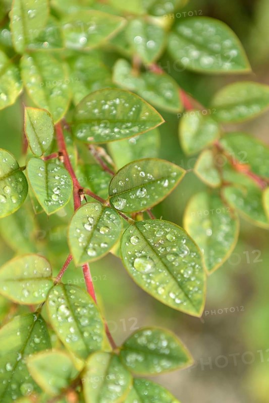 Buschklee (Lespedeza buergeri), (Hosta), An den Dorfwiesen 9, Germany