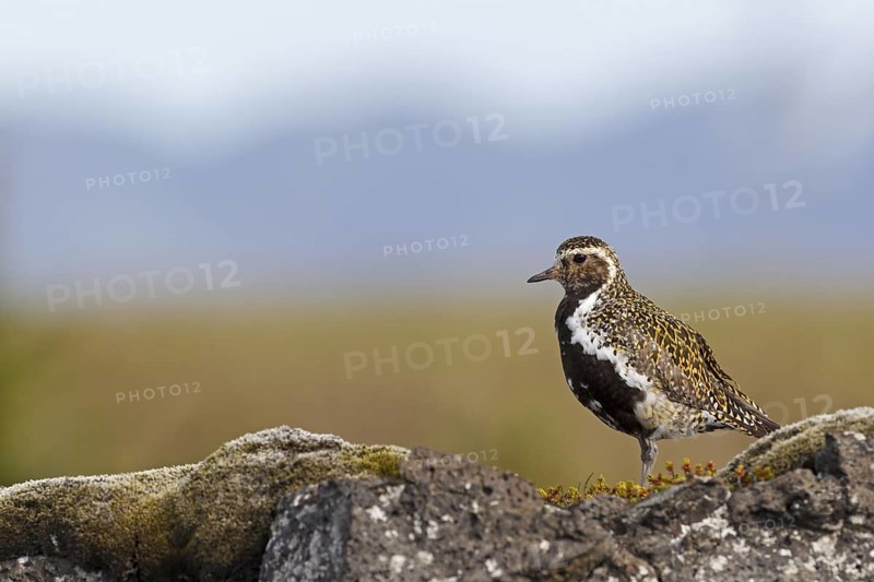 European Golden Plover (Pluvialis apricaria), Iceland