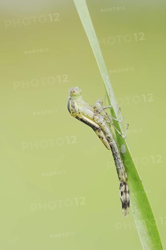 Willow Emerald Damselfly (Chalcolestes viridis) hatching, hatching, larva, dragonfly larva, North Rhine-Westphalia, Germany
