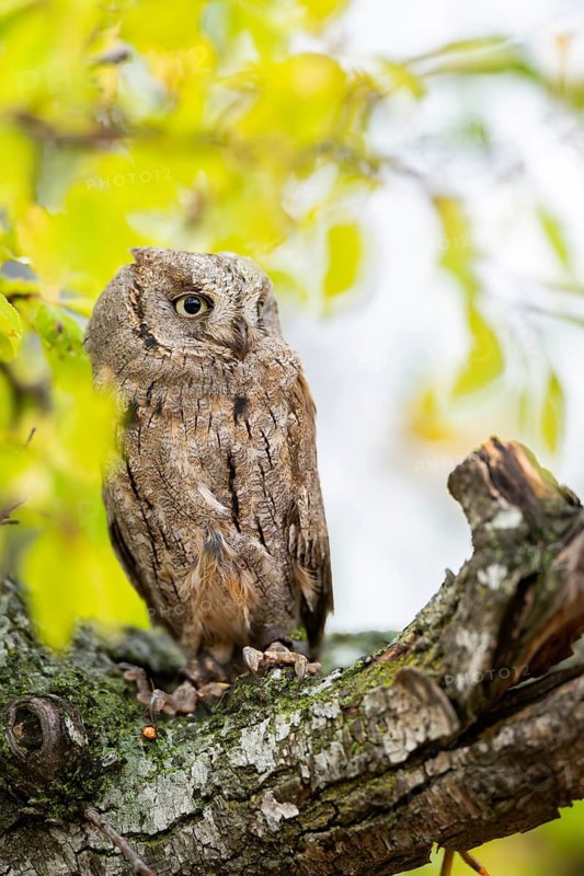 Eastern screech owl (Megascops asio) or Eastern screech-owl, captive, sitting on a branch with autumn leafs, Pyrenees, Catalonia, Spain