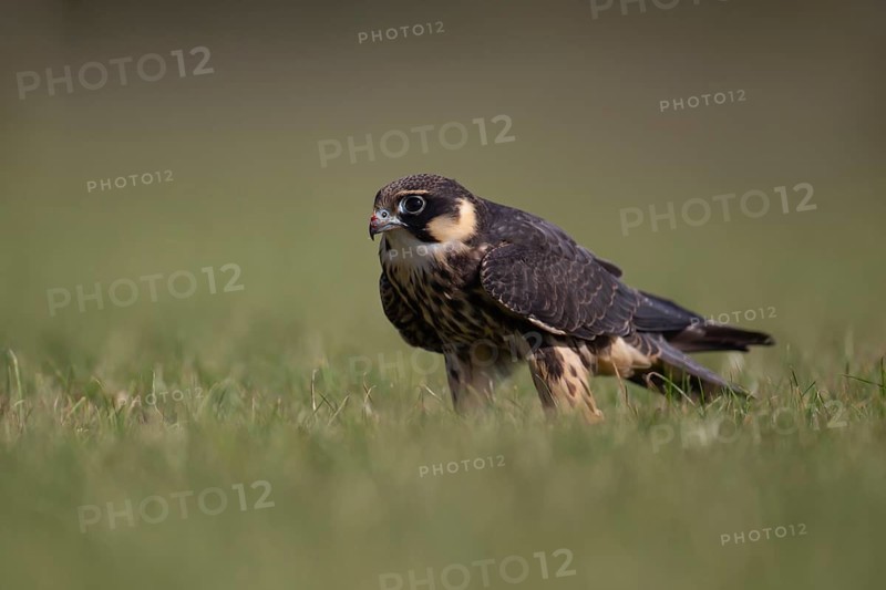 Hobby (Falco subbuteo) adult falcon bird of prey on grassland, England, United Kingdom