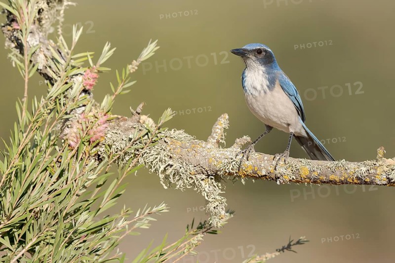 California Scrub Jay (Aphelocoma californica), California, USA