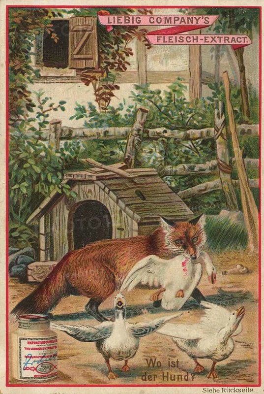 Picture series picture puzzle, where is the dog, Liebig picture, digitally restored reproduction of a collector's picture from around 1900, public domain, exact date unknown, A fox sneaks past ducks on a farm, while the dog's hut is empty