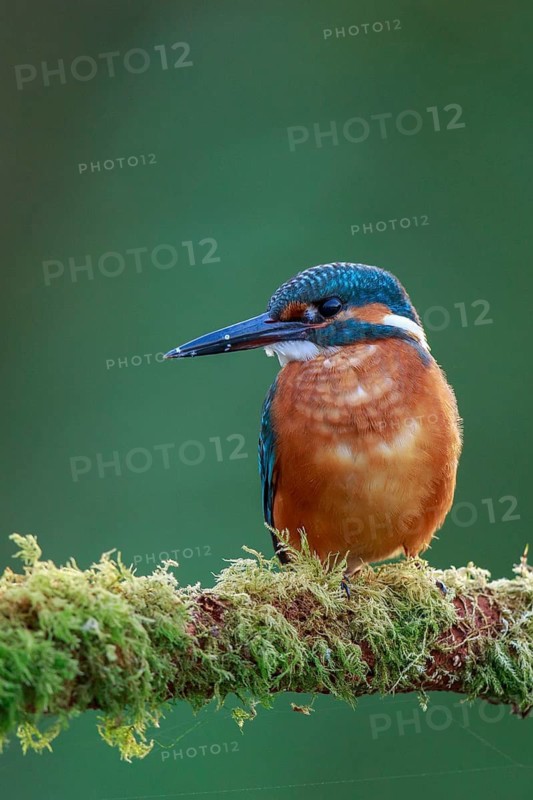 Common Kingfisher (Alcedo atthis) male perched on a mossy branch, North Rhine-Westphalia, Germany