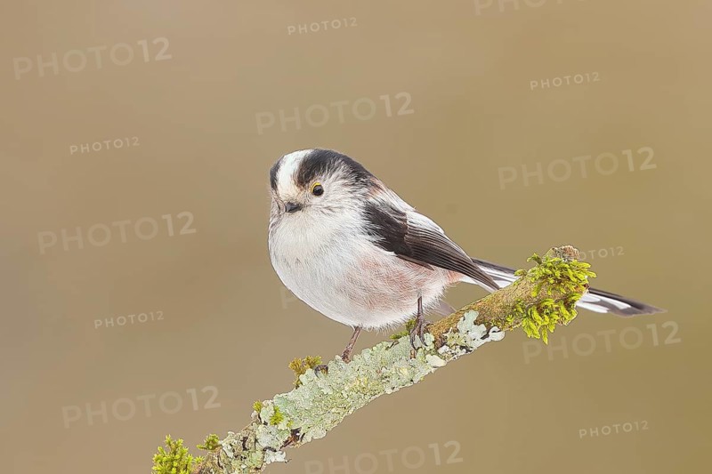 Long-tailed Tit (Aegithalos caudatus), sitting on a lichen-covered branch, Wildlife, Animals, Birds, Tits, Siegerland, North Rhine-Westphalia, Germany